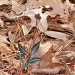 Striped Wintergreen - Chimaphila maculata - Best viewed magnified by marlboromaam