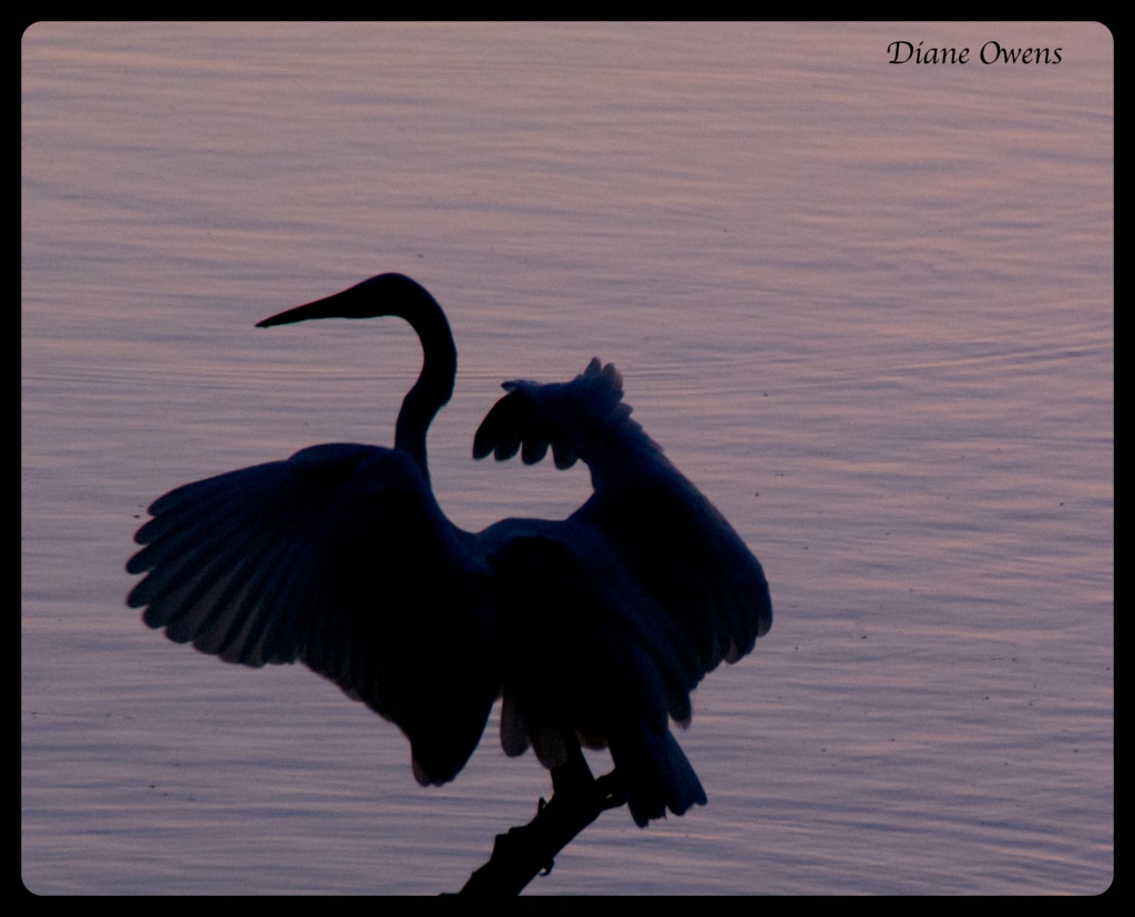 Egret by eudora