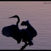 Egret by eudora