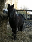 11th Dec 2011 - Happy horse