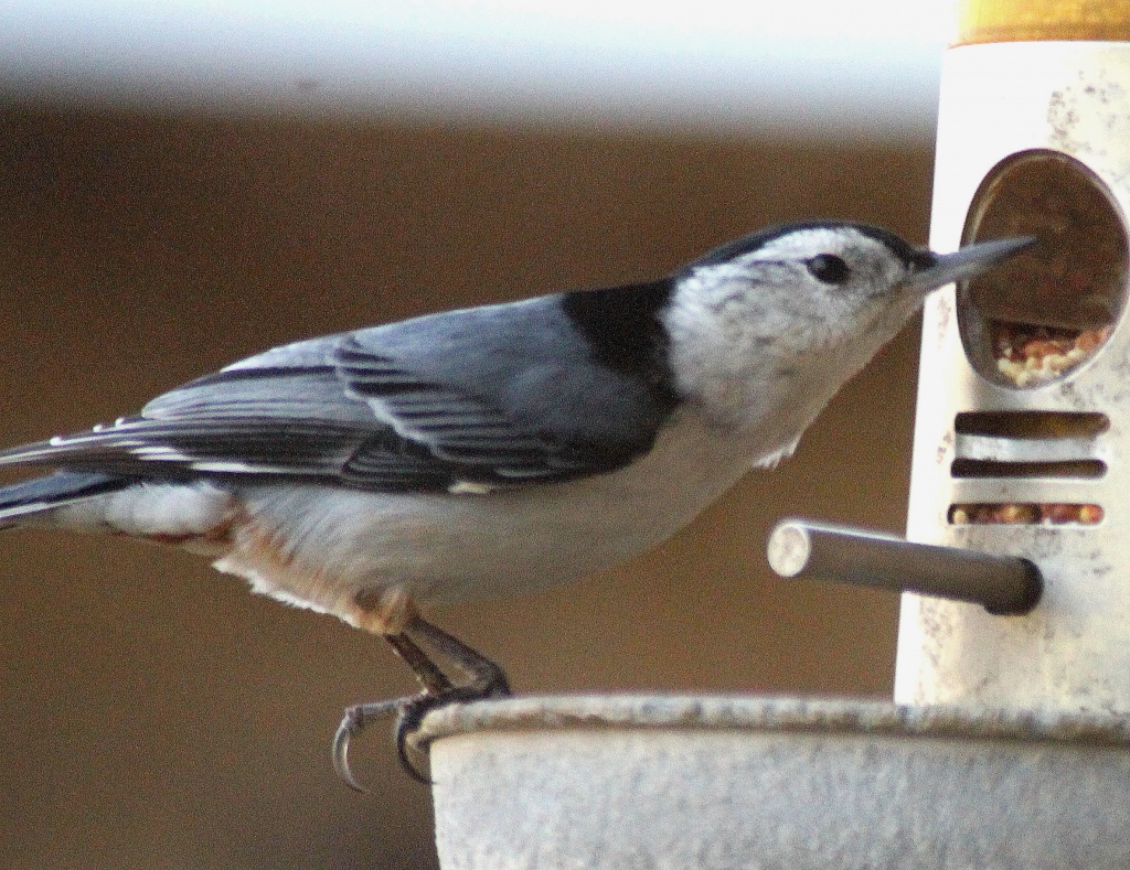 White-breasted Nuthatch by vernabeth