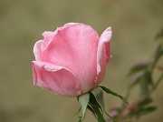 12th Dec 2011 - The Last Rose of Summer