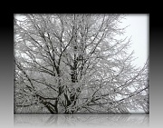 12th Dec 2011 - Frosty Tree I