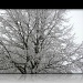 Frosty Tree I by marilyn