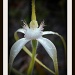 Spider Orchid by judithdeacon