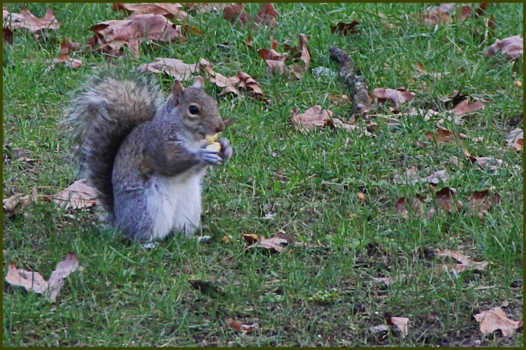 Richland Squirrel Redux by hjbenson