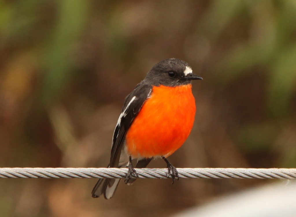 Flame Robin - The Grampians by lbmcshutter