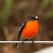 Flame Robin - The Grampians by lbmcshutter