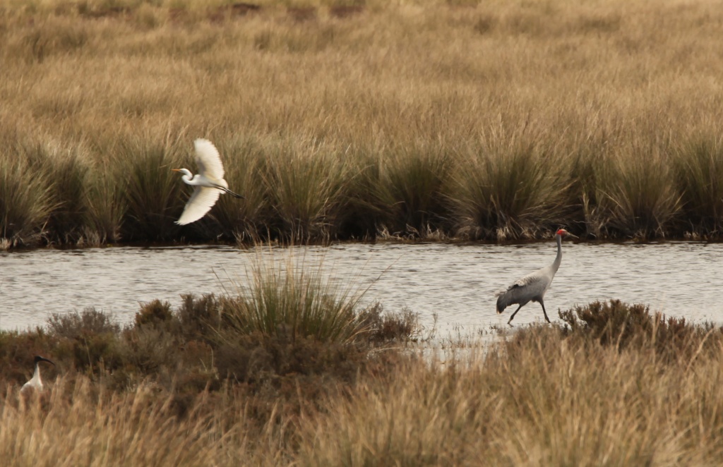 An Australian White Ibis, a Great White Egret and a Brolga walked into a lake by lbmcshutter