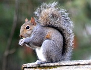 13th Dec 2011 - Squirrel