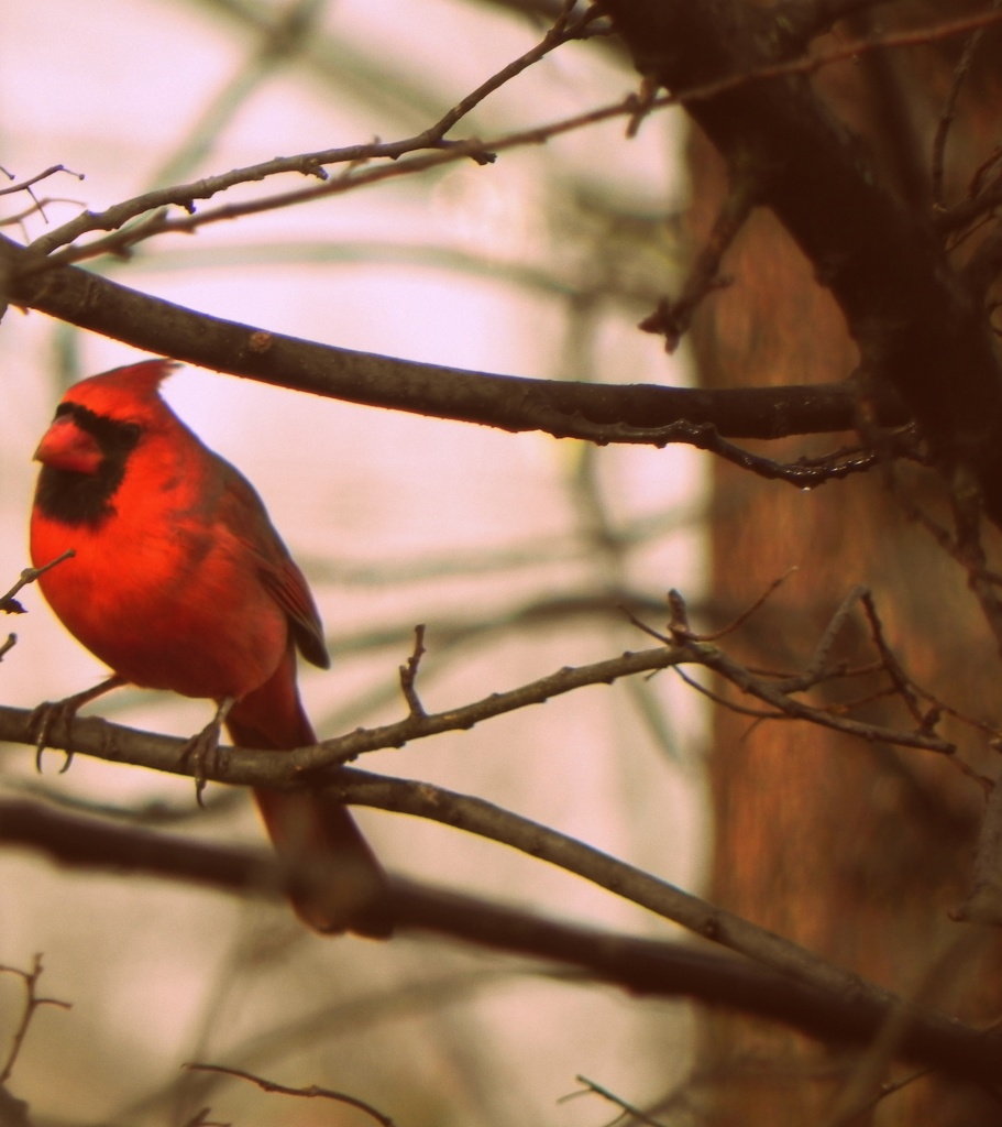 Just a cardinal  by mej2011