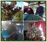 13th Dec 2011 - AT THE CHRISTMAS TREE FARM