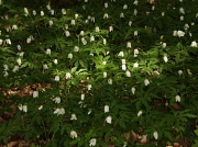 15th May 2010 - Wood Anemones.