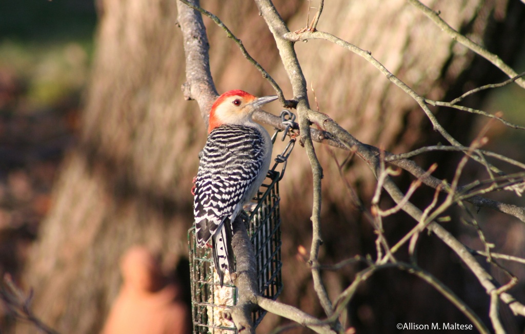 Male Red-Bellied Woodpecker by falcon11