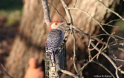13th Dec 2011 - Male Red-Bellied Woodpecker