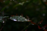 13th Dec 2011 - Rain Drops and Bokeh