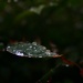 Rain Drops and Bokeh by kerristephens