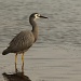 white faced heron - Lake Connewarre boat ramp by lbmcshutter