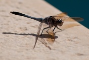 14th Dec 2011 - dragonfly