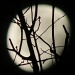 Winter Moon by grammyn
