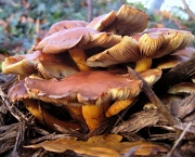 14th Dec 2011 - Why was the mushroom popular at parties?