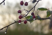 13th Dec 2011 - Drippy berries