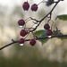 Drippy berries by dulciknit