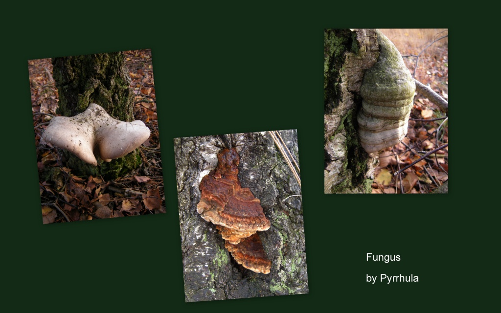 Some strange growing fungus by pyrrhula