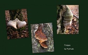 14th Dec 2011 - Some strange growing fungus