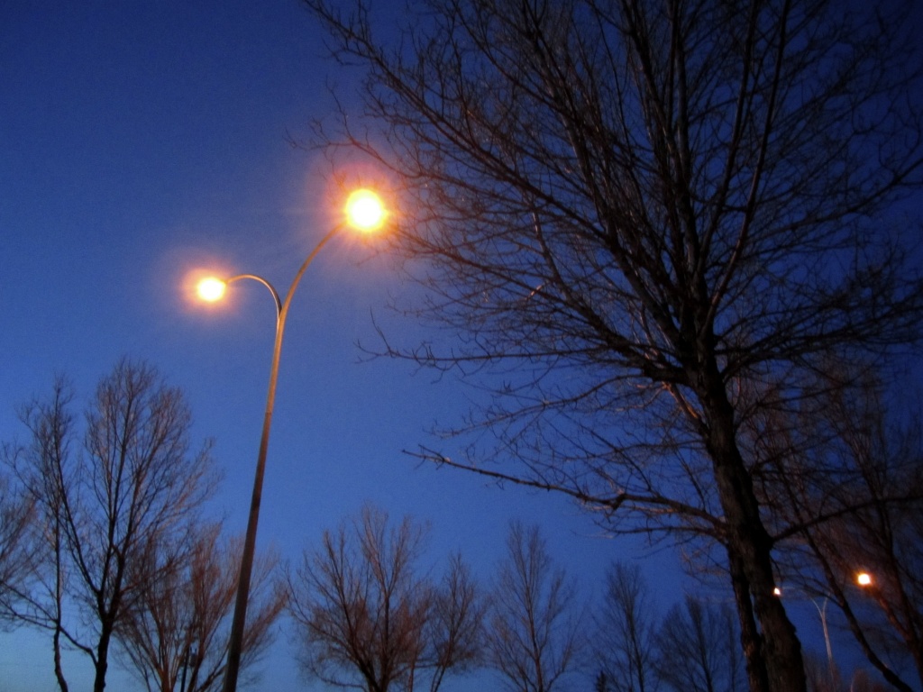 Streetlights and Trees by laurentye