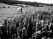 15th Dec 2011 - You, me and the fence post