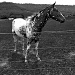 Horse Portrait - Cherokee Spirit by peterdegraaff