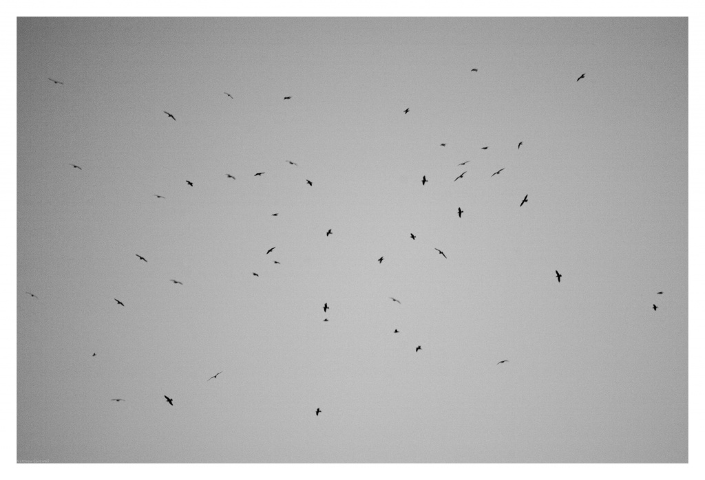 Birds flying by mattjcuk