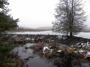 15th Dec 2011 - The Beaver Dam