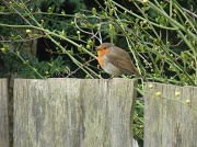 3rd Mar 2011 - Mr Robin