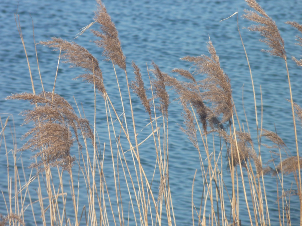 Reeds by lellie