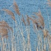 Reeds by lellie