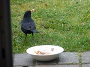 16th Mar 2011 - Theiving Blackbird