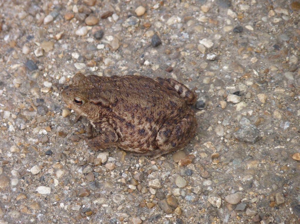Toad in the Road by lellie