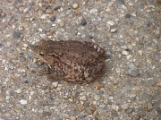 20th Mar 2011 - Toad in the Road