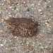 Toad in the Road by lellie