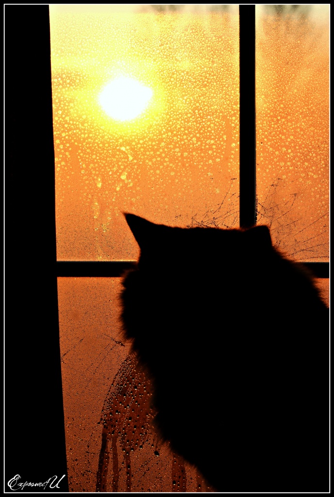 Goodmorning Sunshine by exposure4u