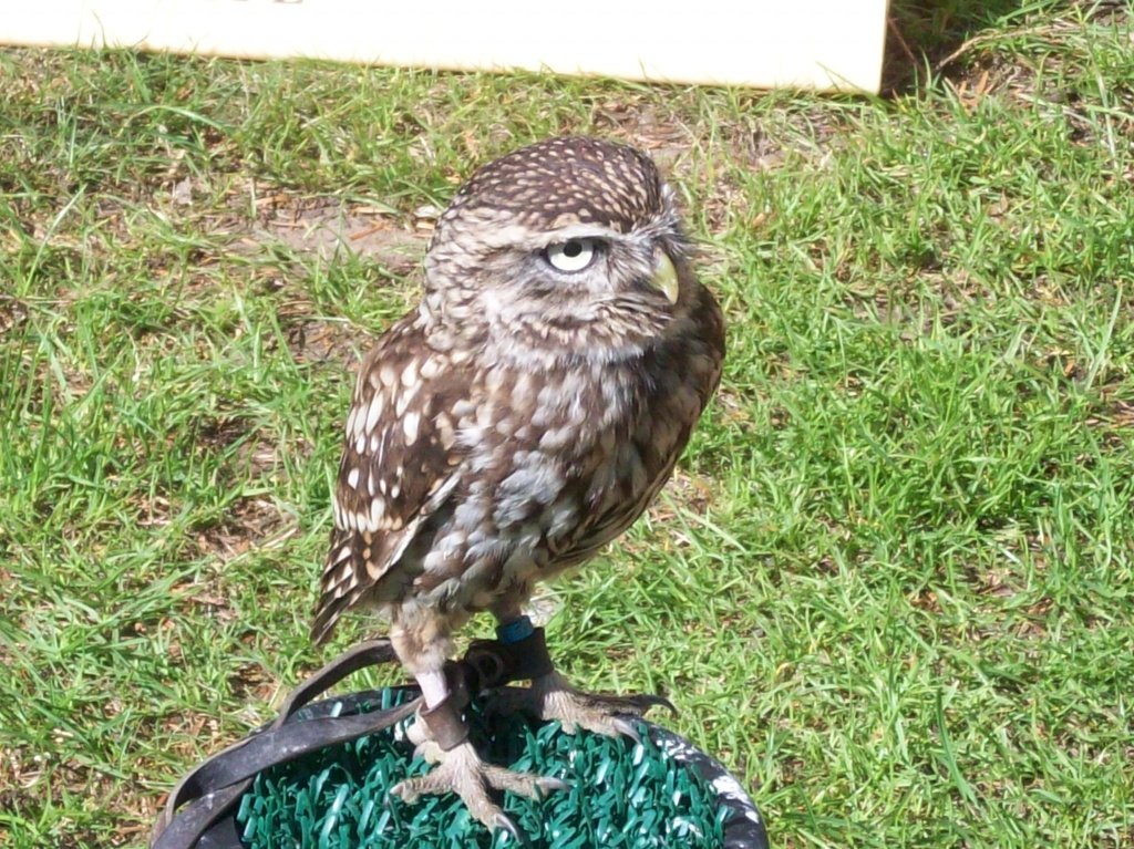 Littel Owl by lellie