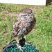 Littel Owl by lellie