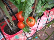 4th Sep 2011 - Tomatoes in the greenhouse