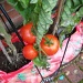 Tomatoes in the greenhouse by lellie