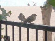 18th Sep 2011 - Spanish sparrows
