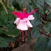 Fuschias still blooming by lellie