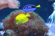 15th Dec 2011 - Dory and friend