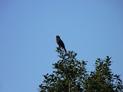 23rd Apr 2011 - Blackbird singing